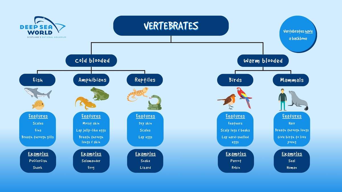 Animal Classification Chart And Cards Practical Pages
