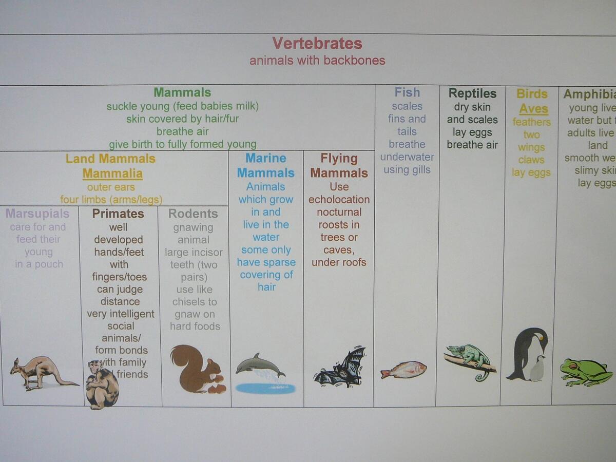 Animal Classification Chart And Cards Practical Pages
