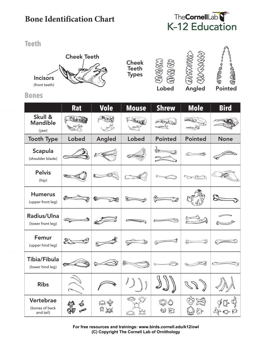 Bone Identification K 12 Education