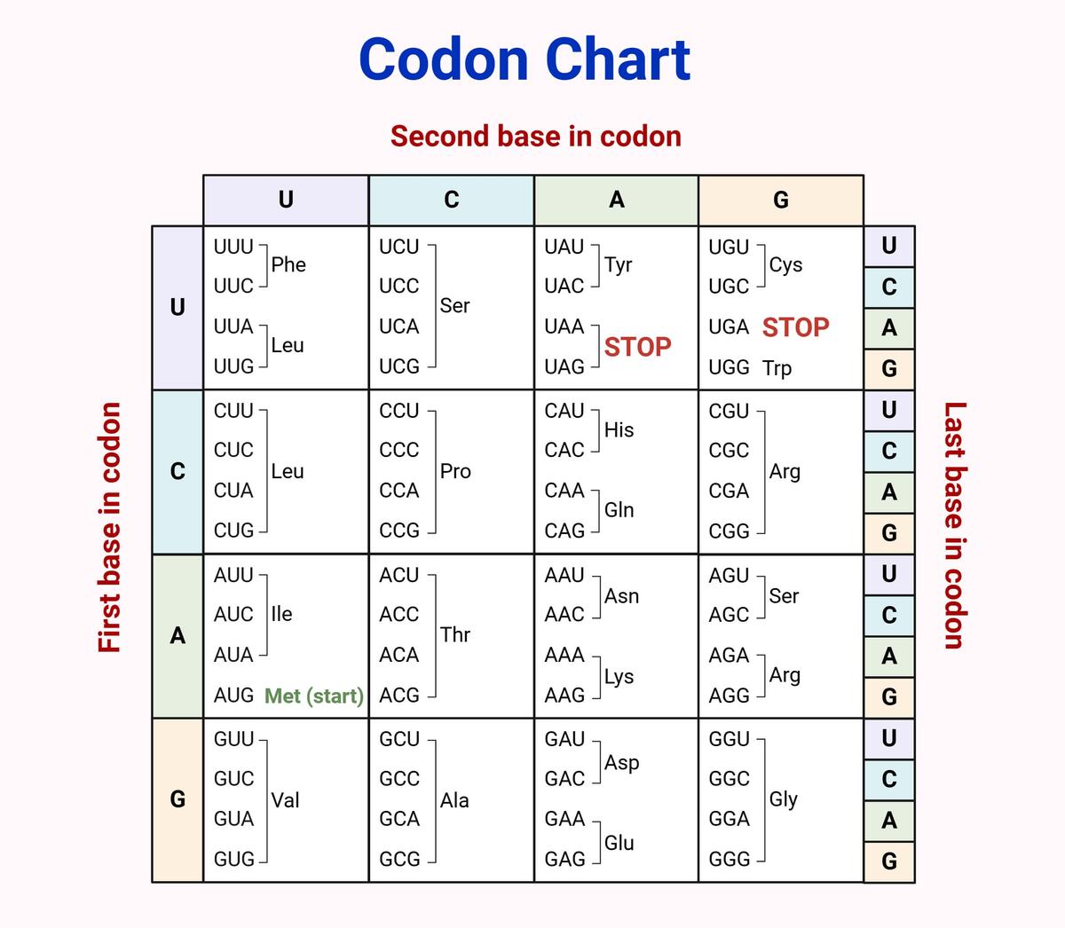 Codon Chart Table Amino Acids RNA Wheel Explained