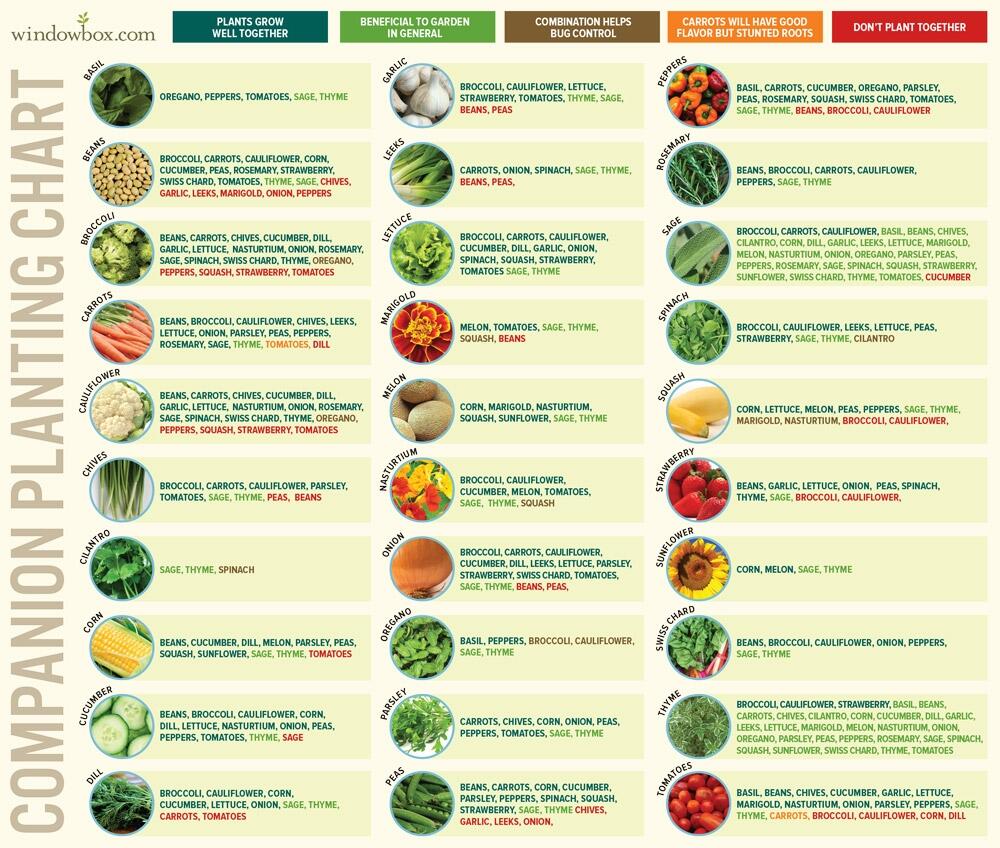 Companion Planting Chart R Vegetablegardening Companion Planting Chart R Vegetablegardening