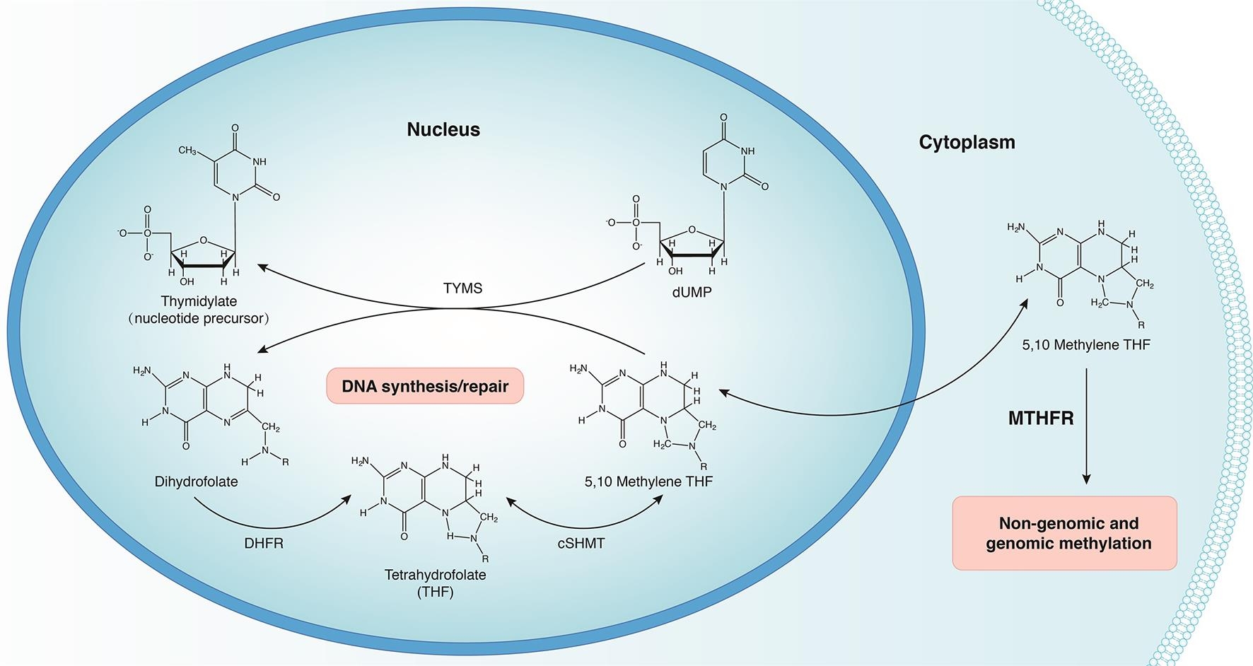 Converging Evolutionary Environmental And Clinical Ideas On Folate Metabolism Converging Evolutionary Environmental And Clinical Ideas On Folate Metabolism