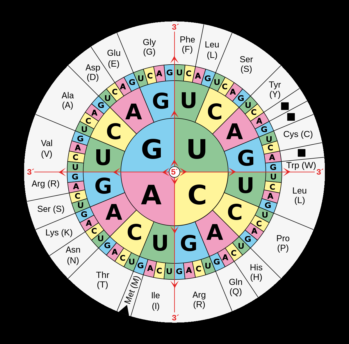 DNA And RNA Codon Tables Wikipedia DNA And RNA Codon Tables Wikipedia