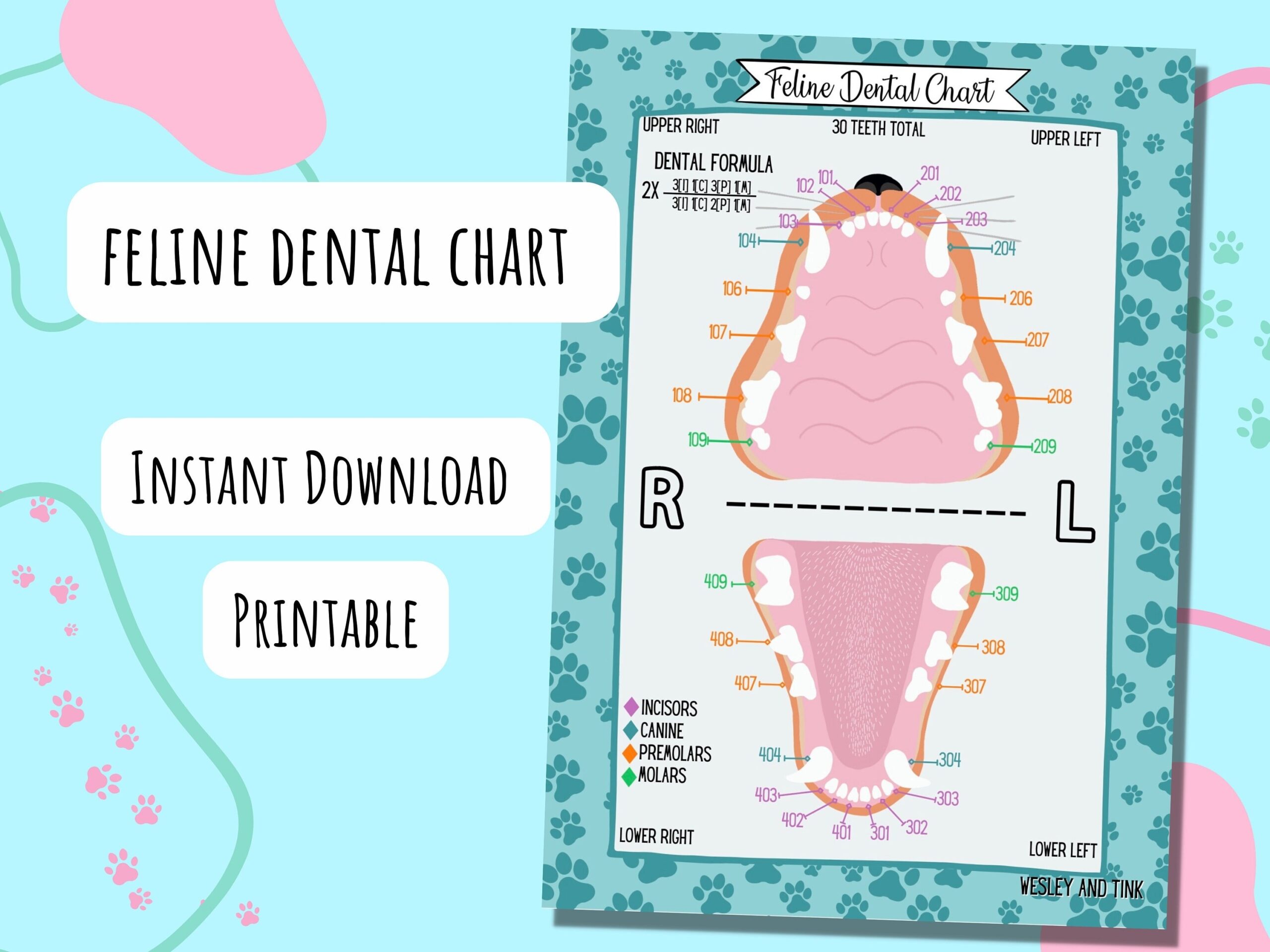 Feline Dental Chart DIGITAL DOWNLOAD Printable Poster Reference Card Study Vet Veterinary Etsy