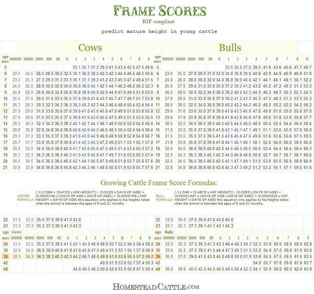 Frame Score Charts Homestead Miniature Cattle Directory Miniature Cattle