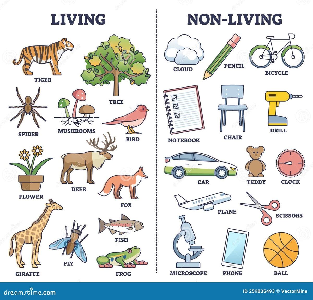 Living Vs Non Living Things Comparison For Kids Teaching Outline Diagram Stock Vector Illustration Of Vector Knowledge 259835493