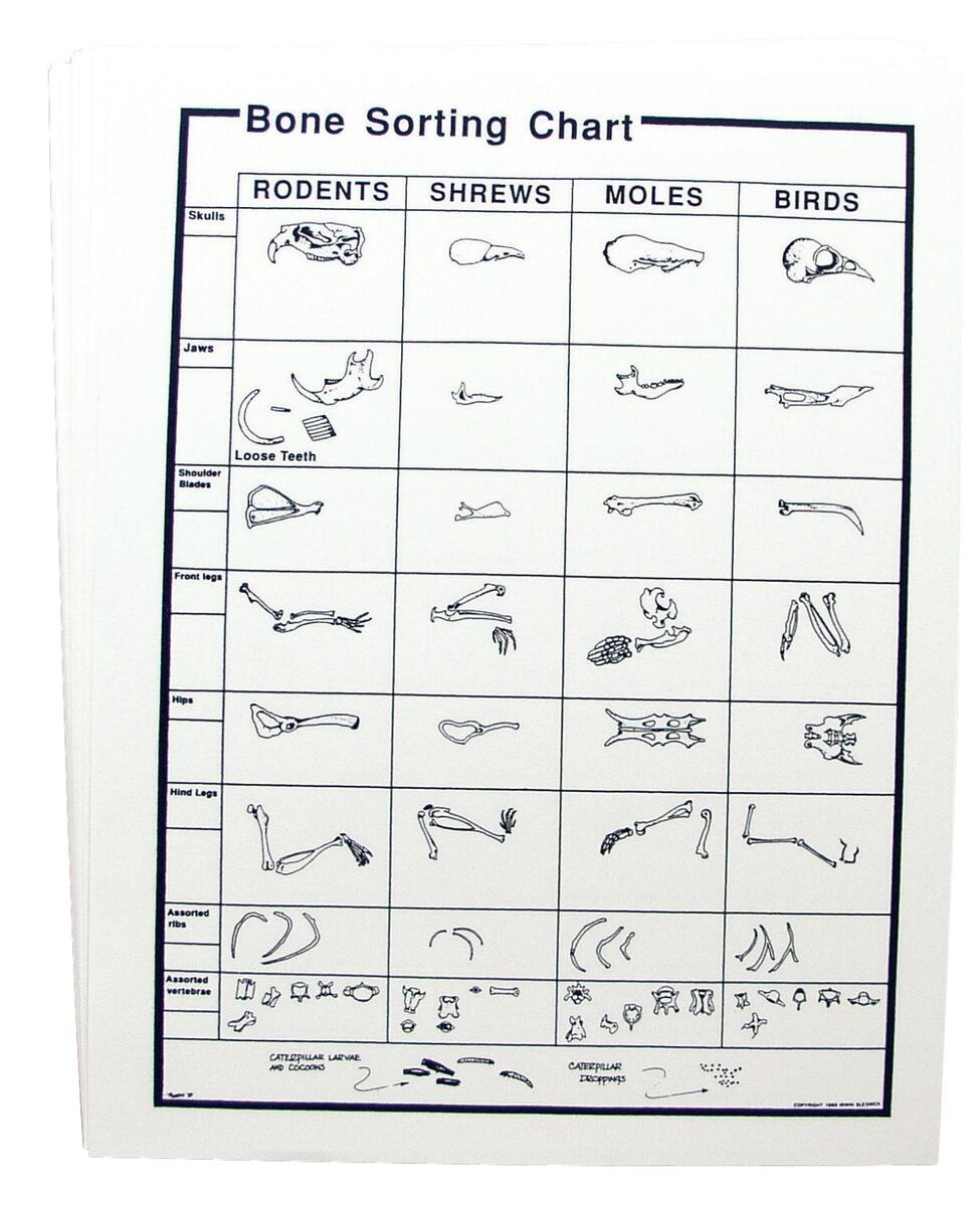 Owl Pellet Chart Set Carolina Biological Supply