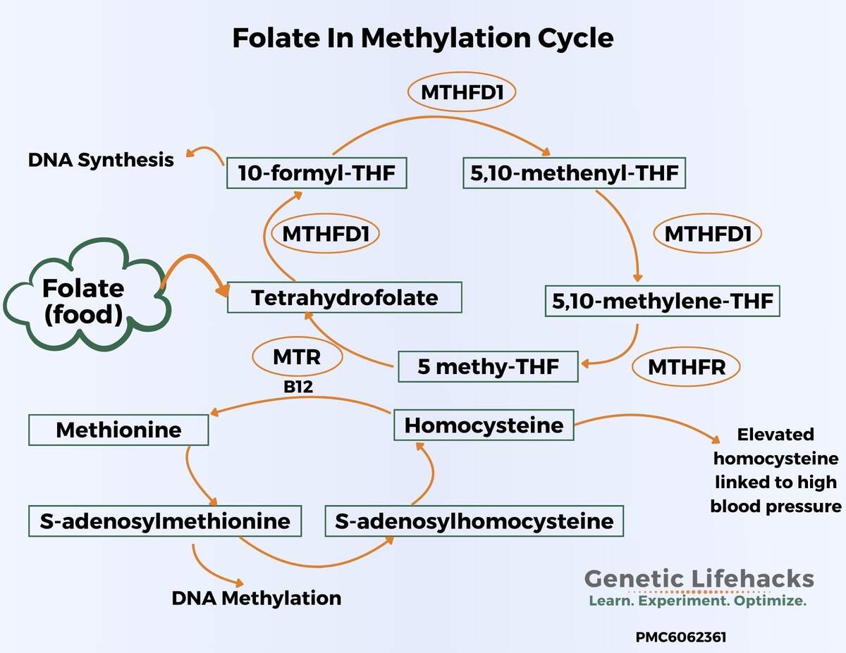 MTHFR Mutation What Is It How To Check Your Raw Data