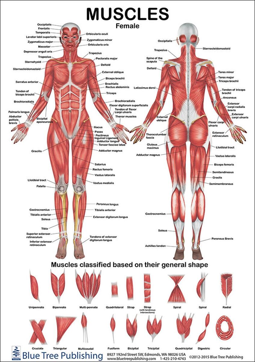 Muscles Female And Male Two View Anatomical Chart Etsy New Zealand