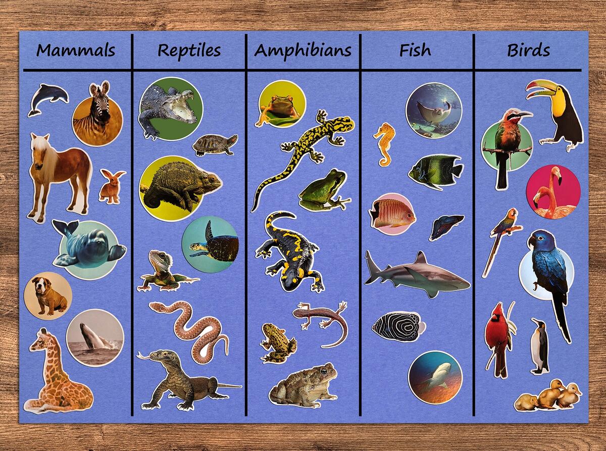 Teach Animal Groups With Stickers Blog Post