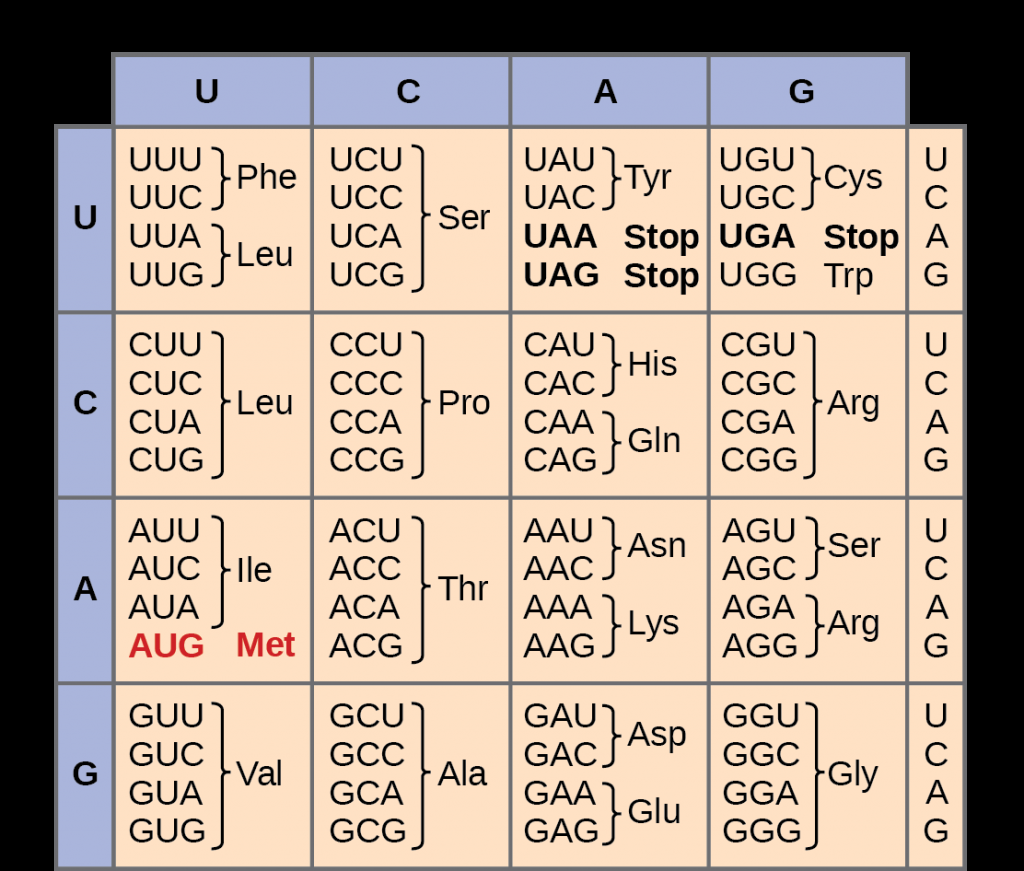 The Genetic Code MHCC Biology 112 Biology For Health Professions The Genetic Code MHCC Biology 112 Biology For Health Professions