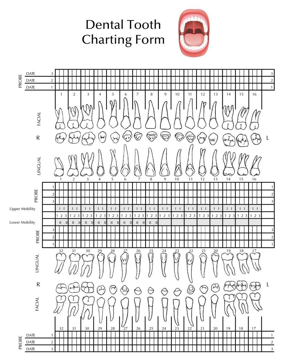 Tooth Chart Full Sheet 15 Free PDF Printables Printablee