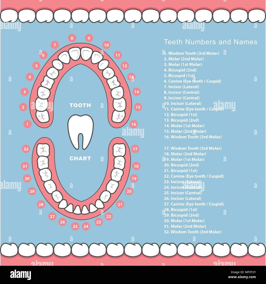 Tooth Chart Hi Res Stock Photography And Images Alamy