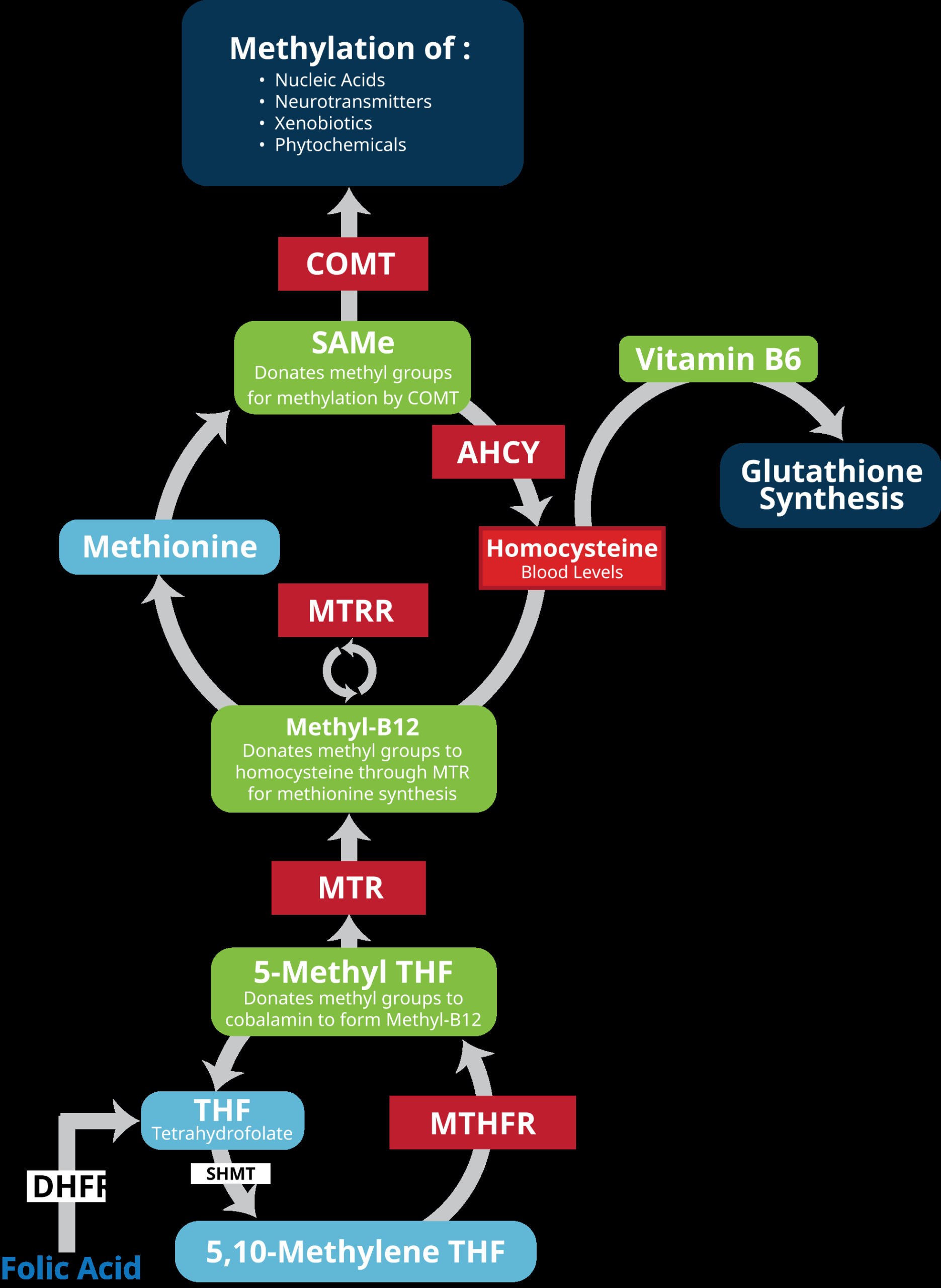 Why MTHFR Testing Alone Is Not Enough Cell Science Systems Converging Evolutionary Environmental And Clinical Ideas On Folate Metabolism