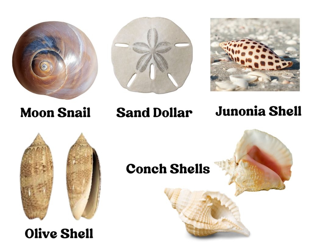 15 Best Shelling Beaches In Florida You Need To Visit 15 Best Shelling Beaches In Florida You Need To Visit