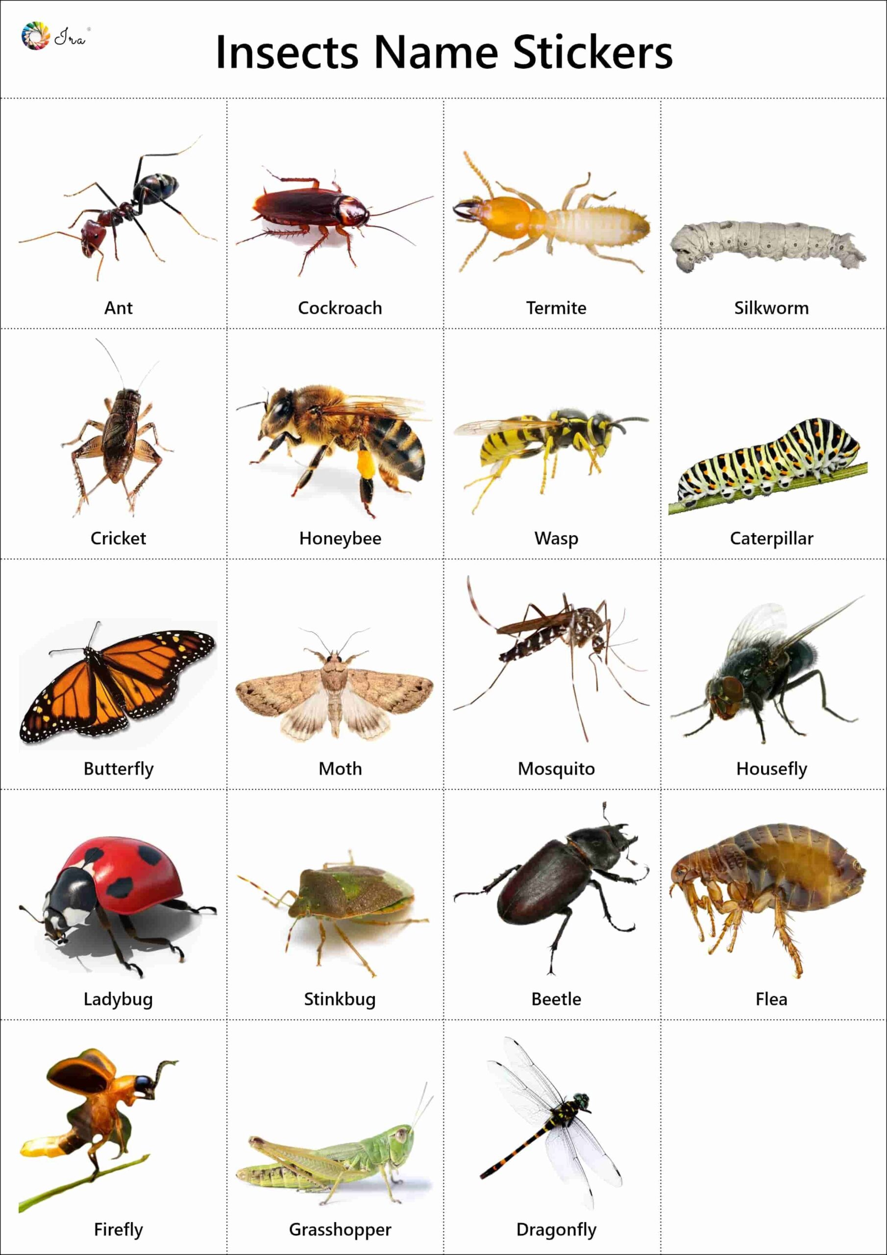 26 Insects Names Chart Stickers Worksheets Ideas Insects Names Insects Worksheets For Kids Insects Educational Wildlife Identification Poster