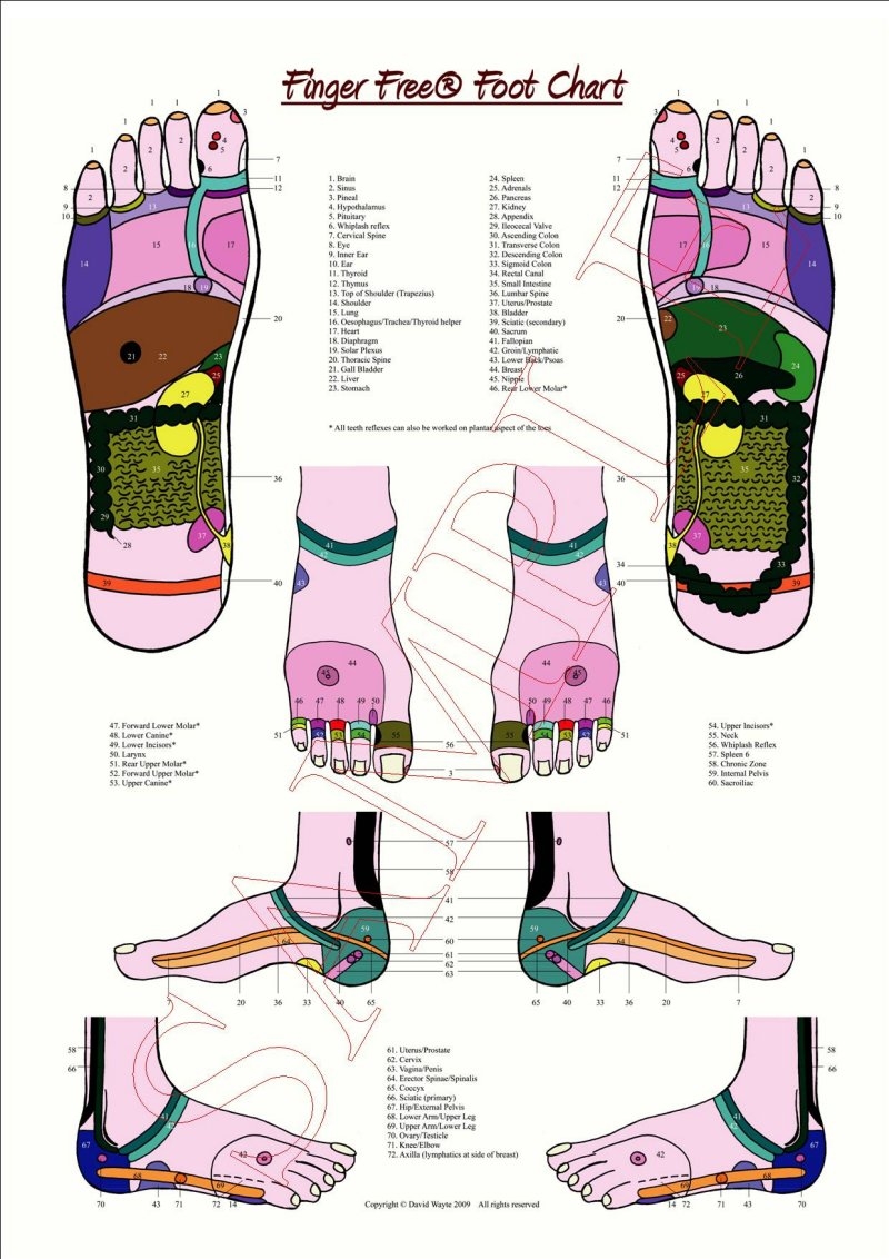 Reflexology Foot Chart Reflex Zones Explained
