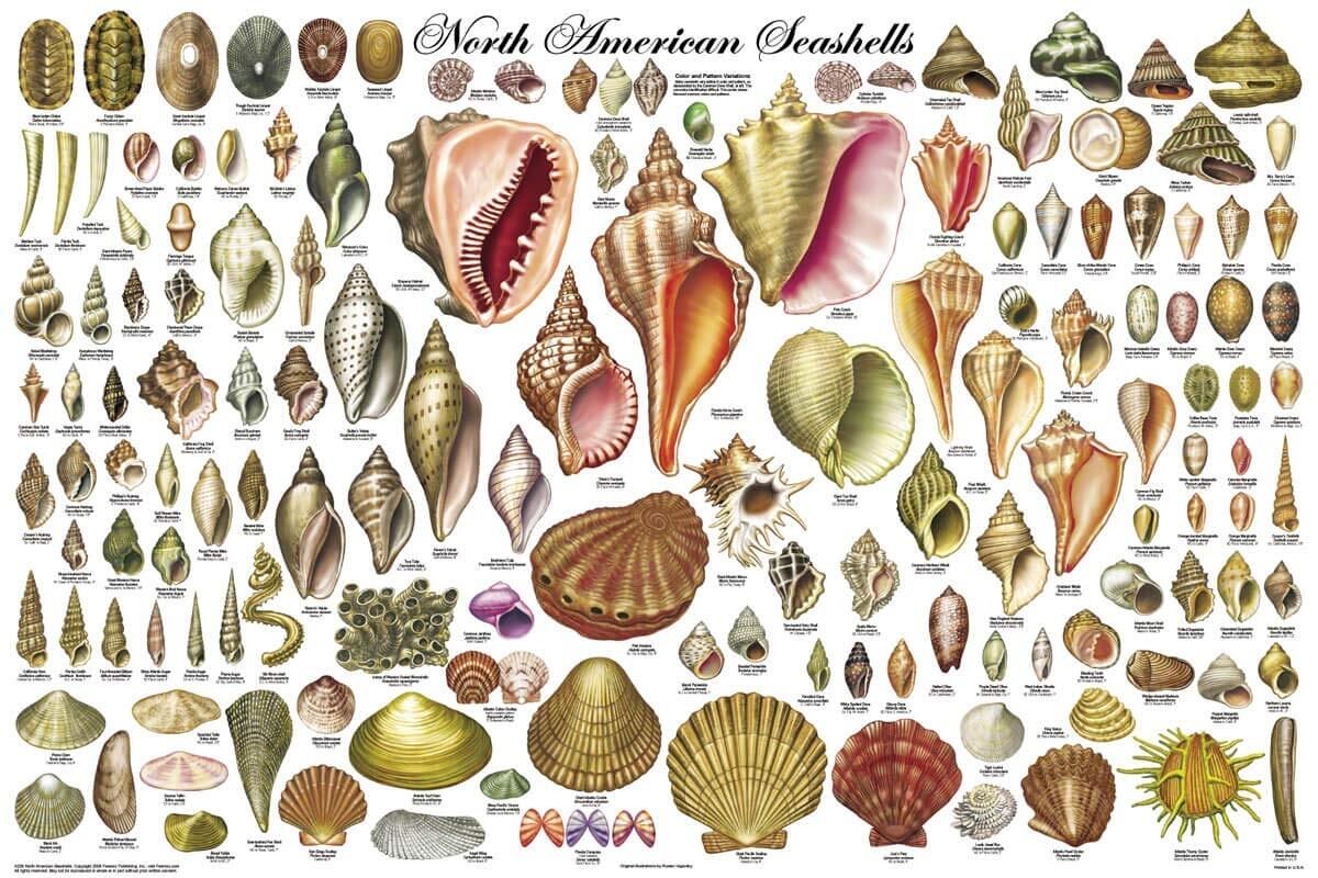 Amazon 123Posters 24x36 Laminated North American Sea Shells Educational Chart Poster Posters Prints Amazon 123Posters 24x36 Laminated North American Sea Shells Educational Chart Poster Posters Prints