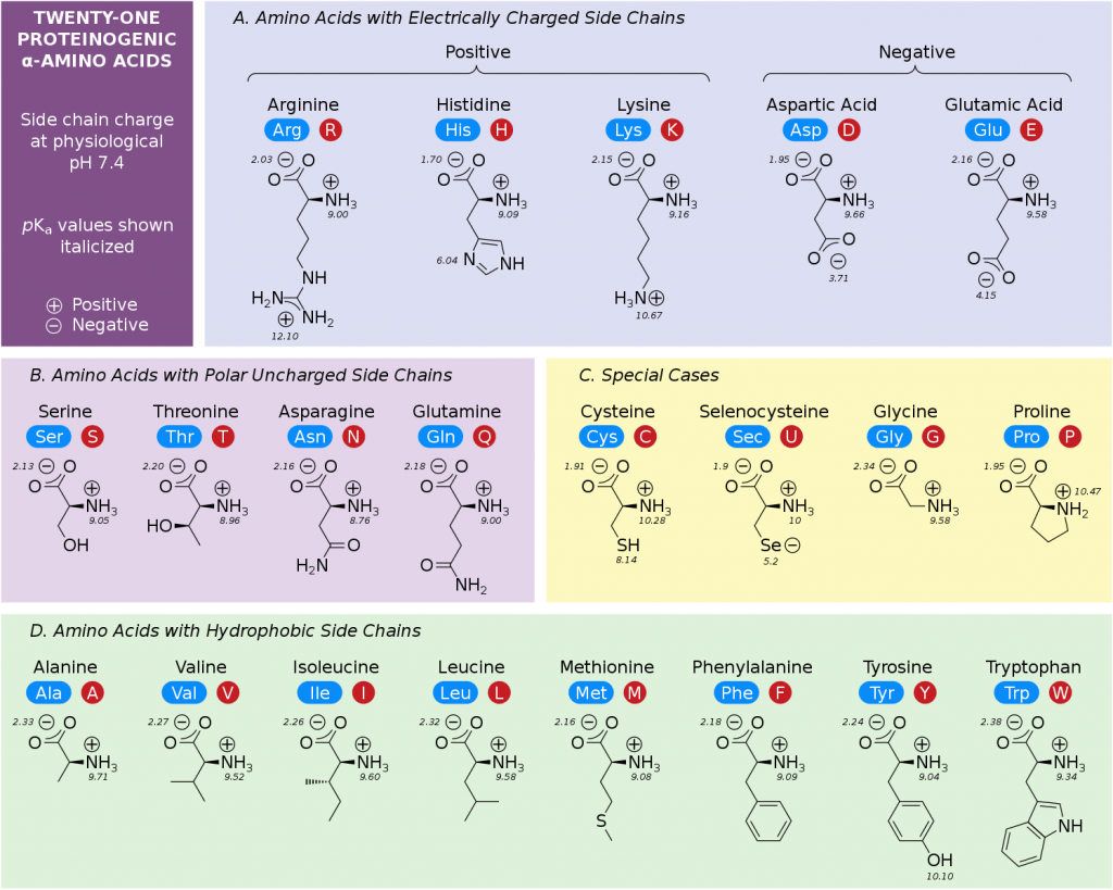 Amino Acid Chart ChemTalk Amino Acid Chart ChemTalk