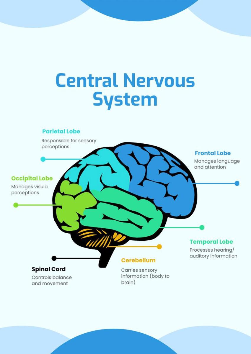 Central Nervous System Chart In Illustrator PDF Download Template Central Nervous System Chart In Illustrator PDF Download Template