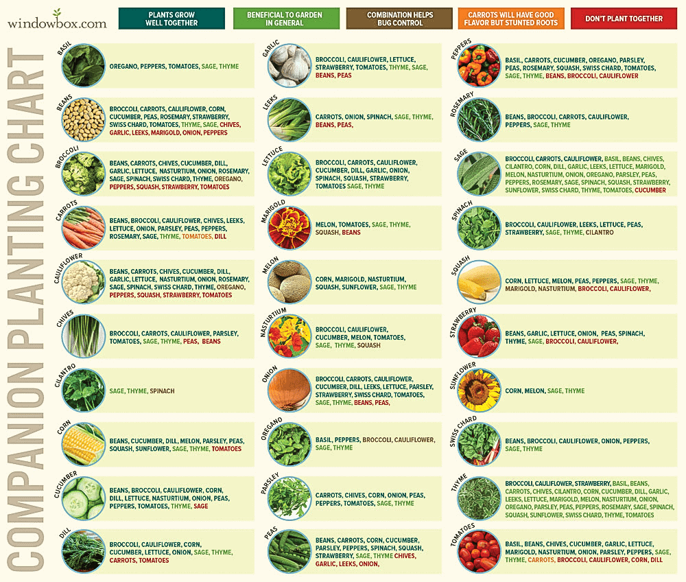 Collection Of Companion Planting Charts Guides And PDFs World Water Reserve Garden Companion Planting Chart Plans And Benefits Homestead And Chill