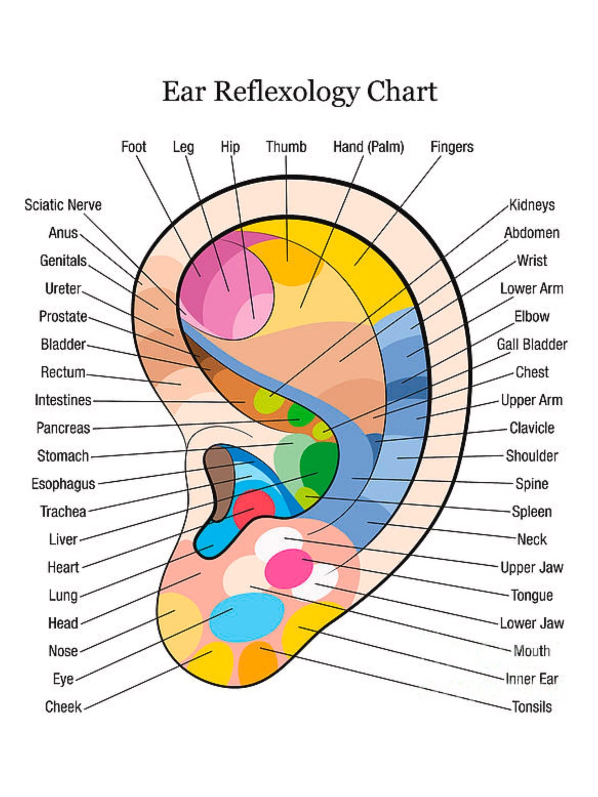 Ear Reflexology Guide And Chart Etsy Ear Reflexology Guide And Chart Etsy