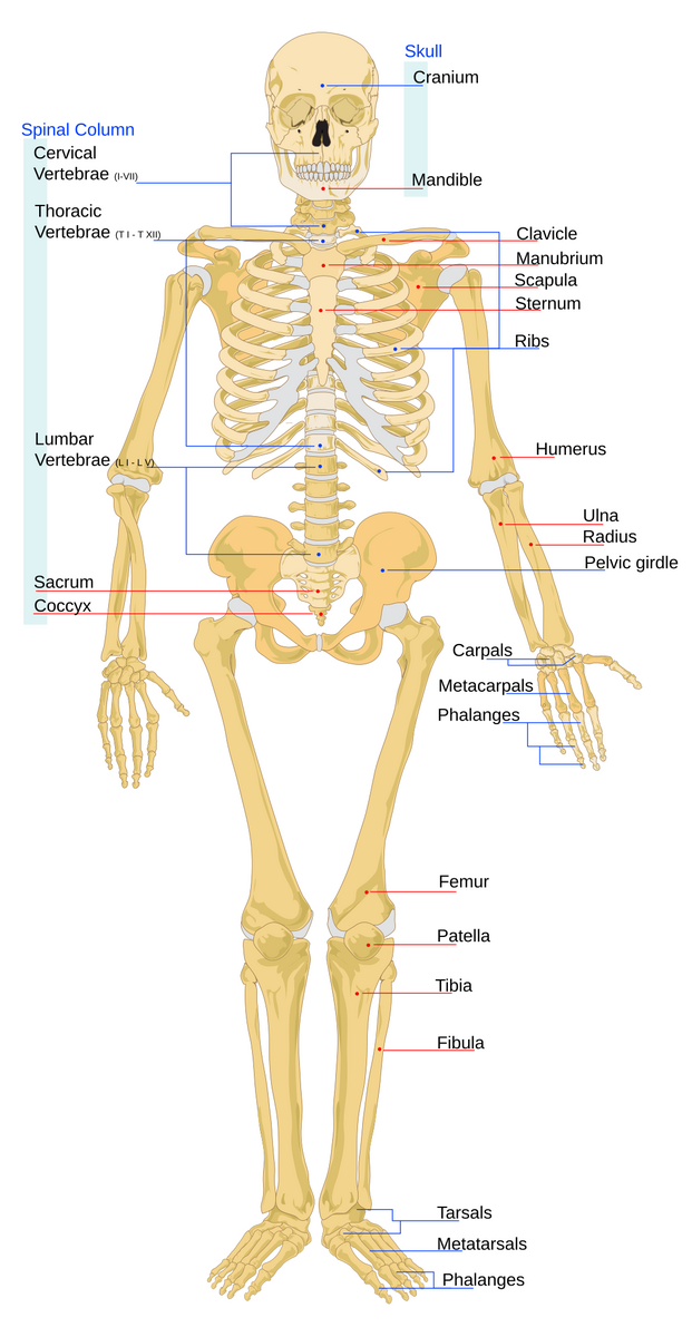 File Human Skeleton Front En Svg Wikipedia Skeletal System Diagrams To Label And Color With Reference Information And Charts Made By Teachers