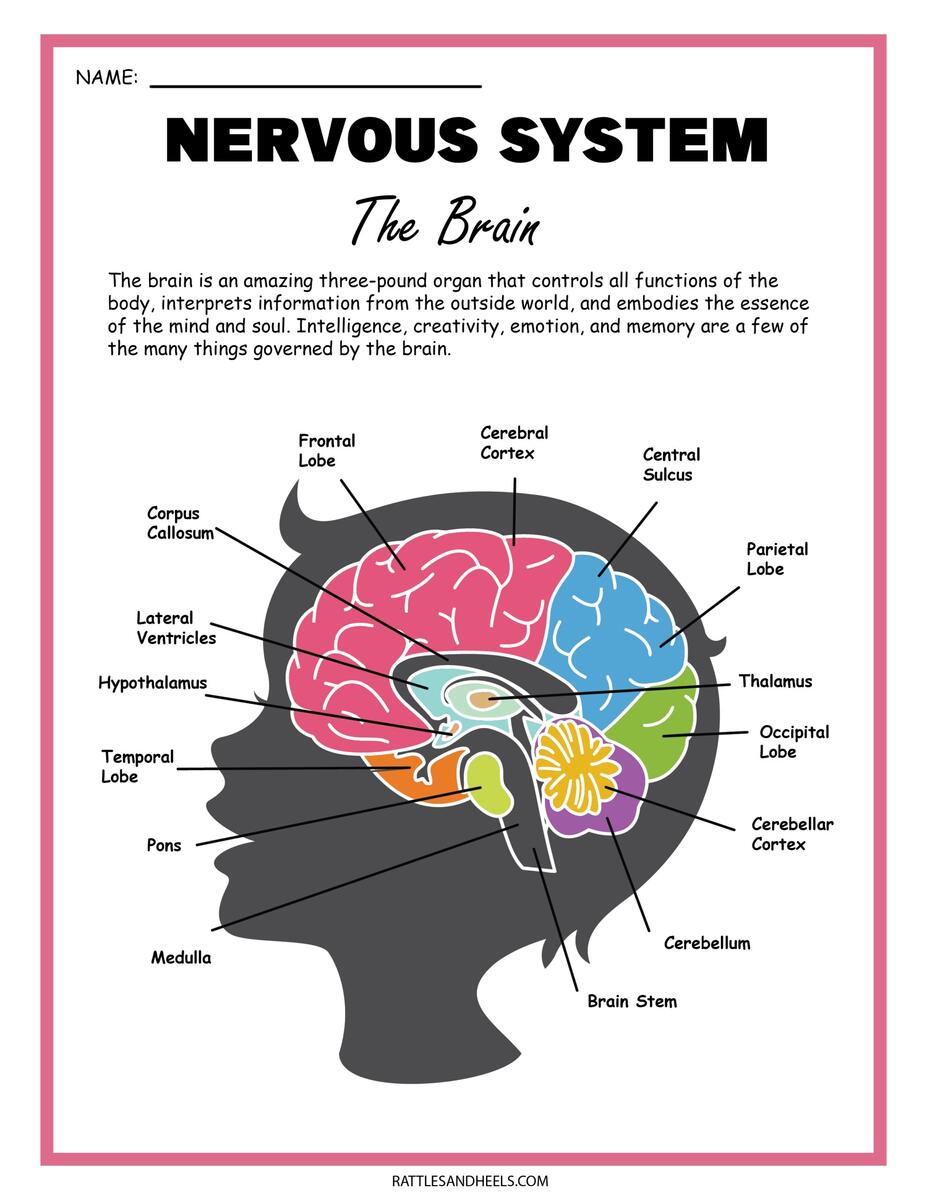 Free Science Worksheets The Nervous System Adanna Dill Section 4 The Nervous System NGS Magnified