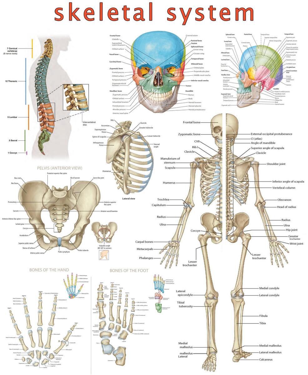 High Resolution Skeletal System Poster Visual Guide Digital PDF Etsy High Resolution Skeletal System Poster Visual Guide Digital PDF Etsy