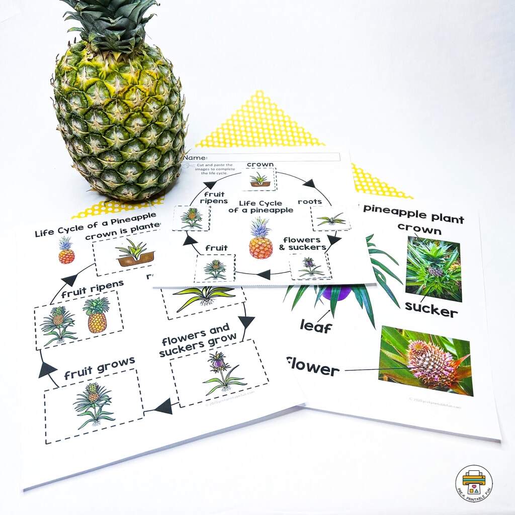 Pineapple Science Activities Pineapple Science Activities