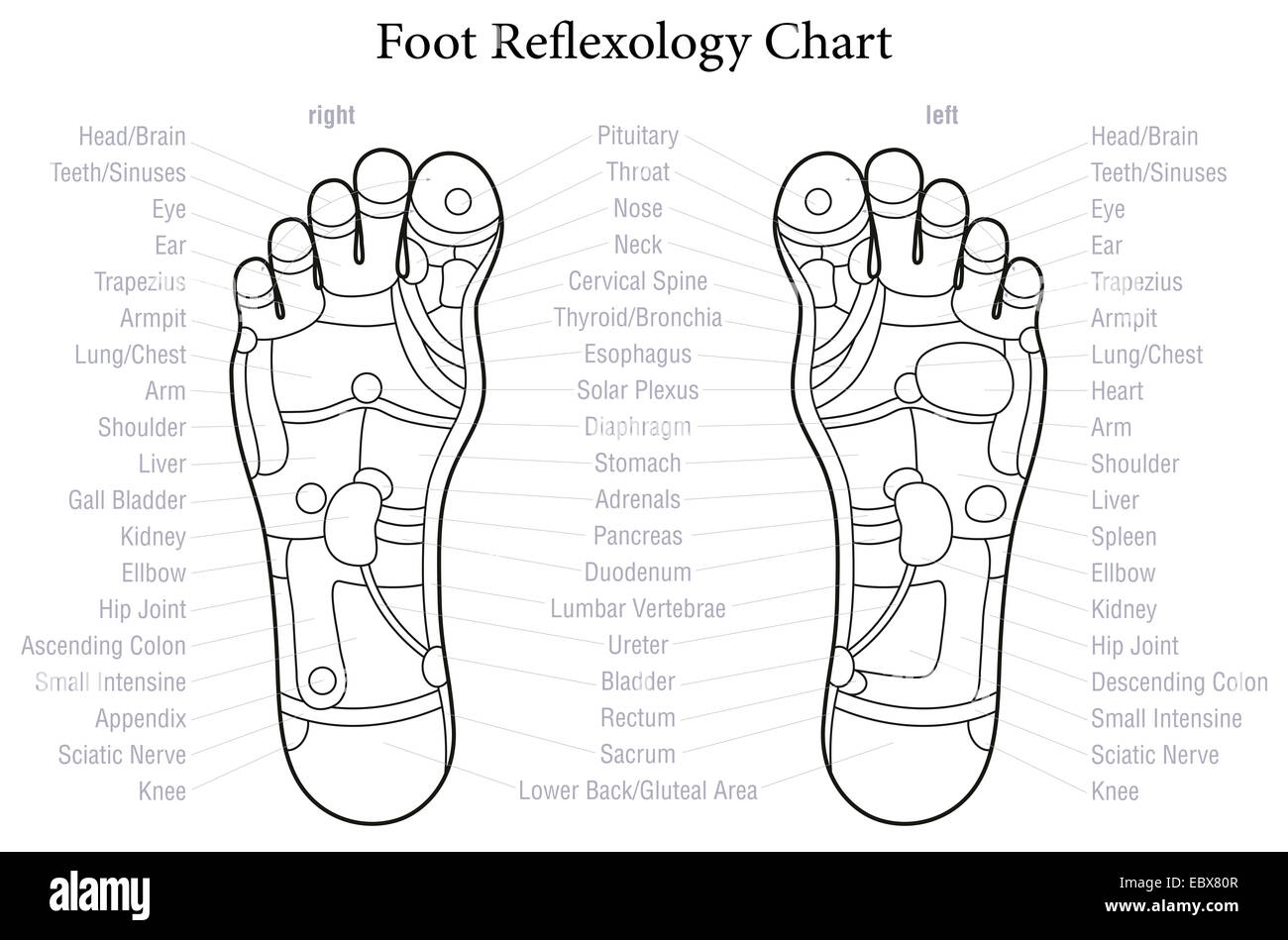 Reflexology Foot Chart Hi Res Stock Photography And Images Alamy Free Reflexology Chart Templates Editable And Printable