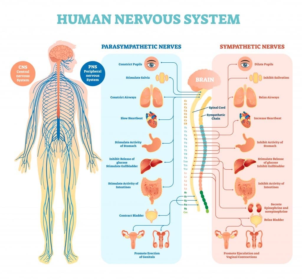 Section 4 The Nervous System NGS Magnified Section 4 The Nervous System NGS Magnified