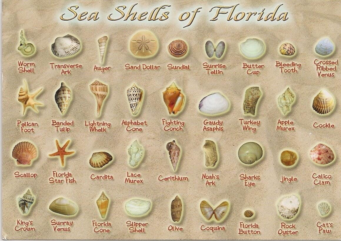 Shells Of Florida Gulf Coast Shells Of Florida Gulf Coast