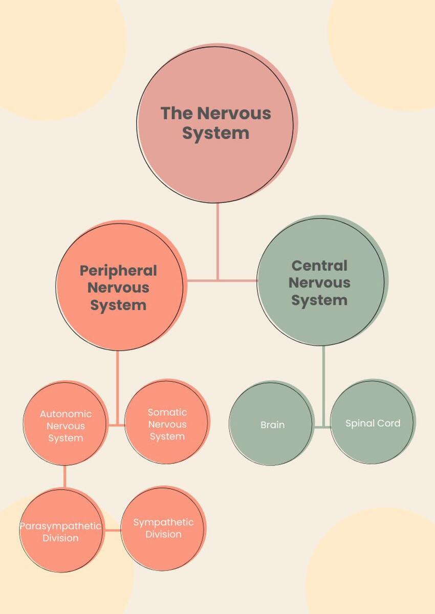 Simple Nervous System Chart In Illustrator PDF Download Template Simple Nervous System Chart In Illustrator PDF Download Template