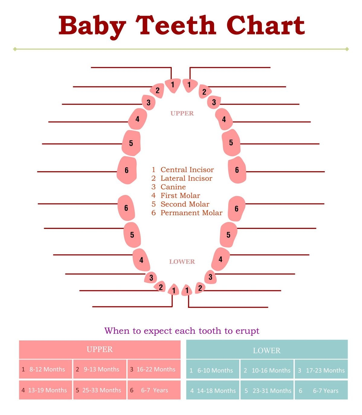 Baby Teeth Chart To Print Kids Activities Blog