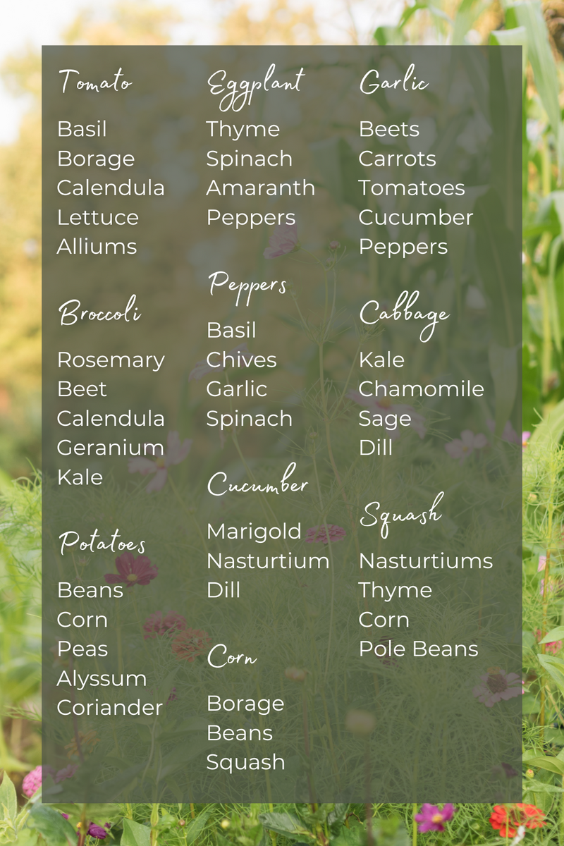 Your Companion Planting Chart For A Healthier Happier Garden Your Companion Planting Chart For A Healthier Happier Garden